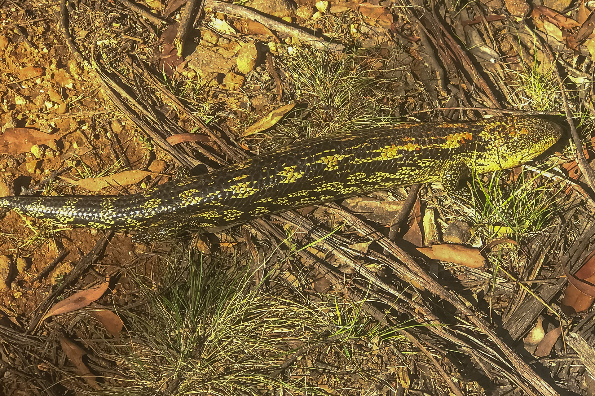 Blue Tongue Lizard, near home