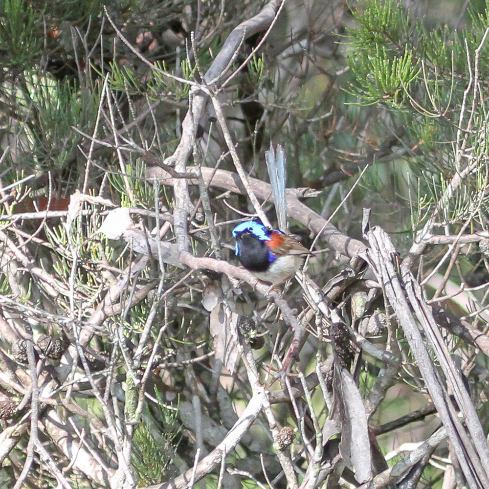 Variegated Fairy-wren