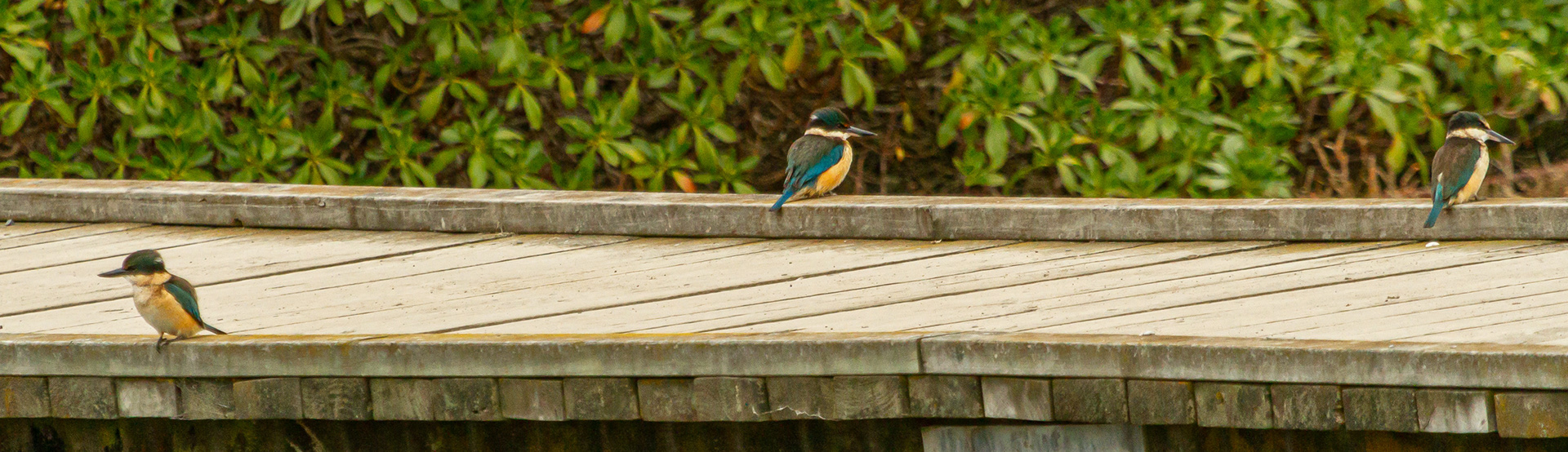 Sacred Kingfisher