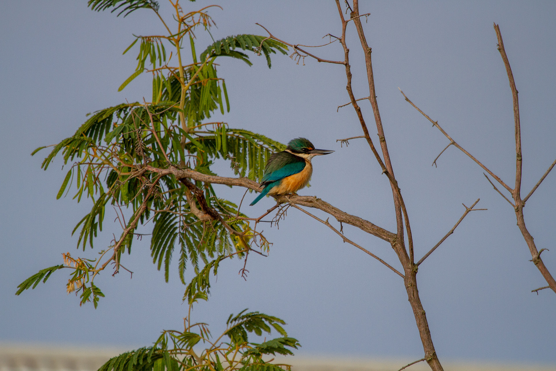 Sacred Kingfisher