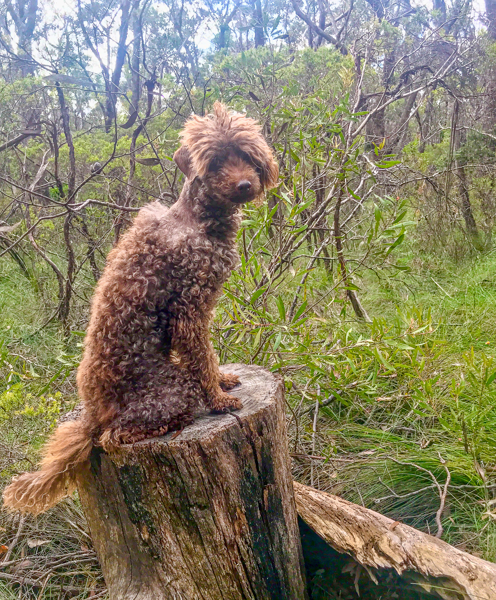 Charlie after his attack and op