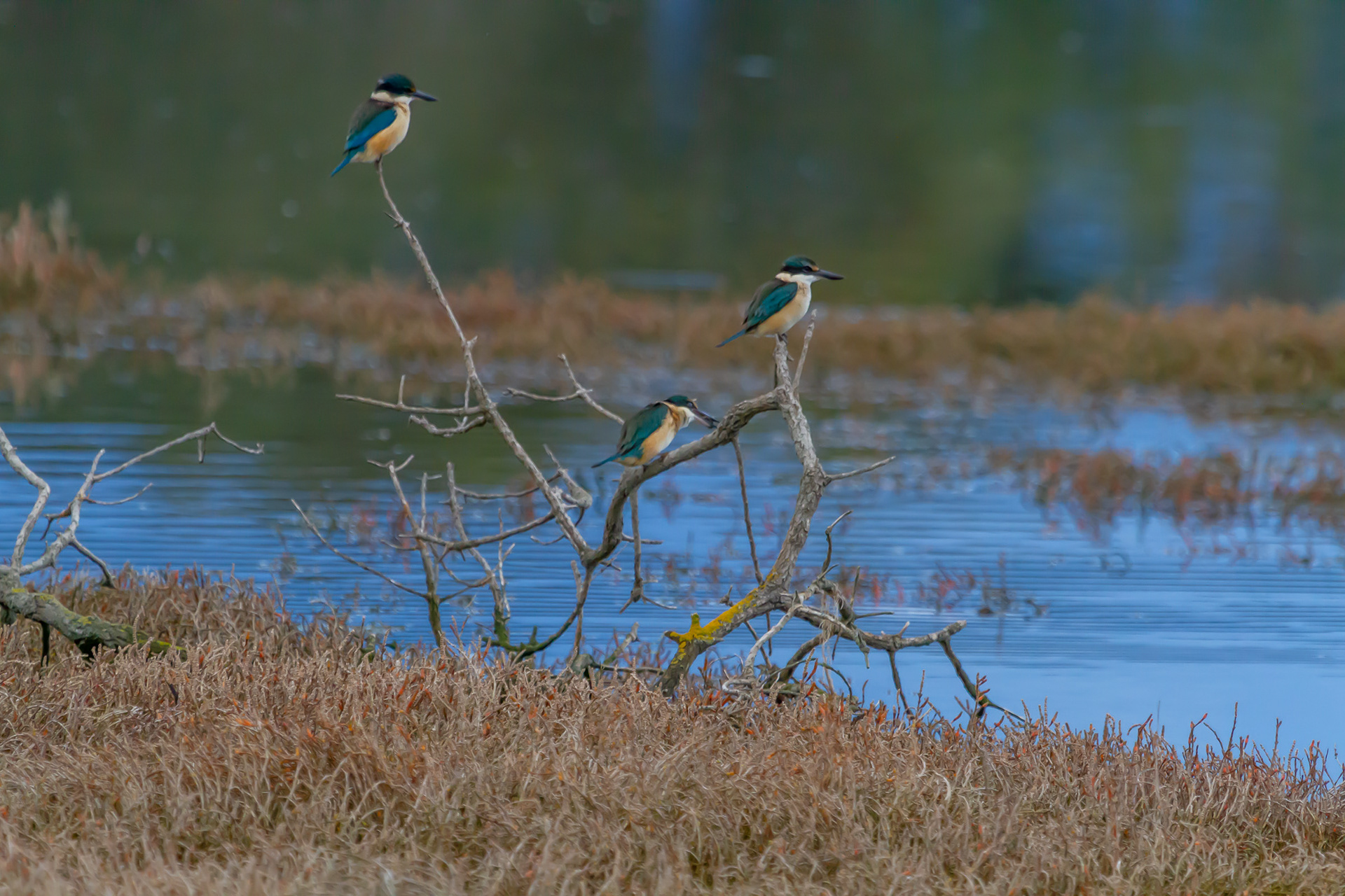 Sacred Kingfisher
