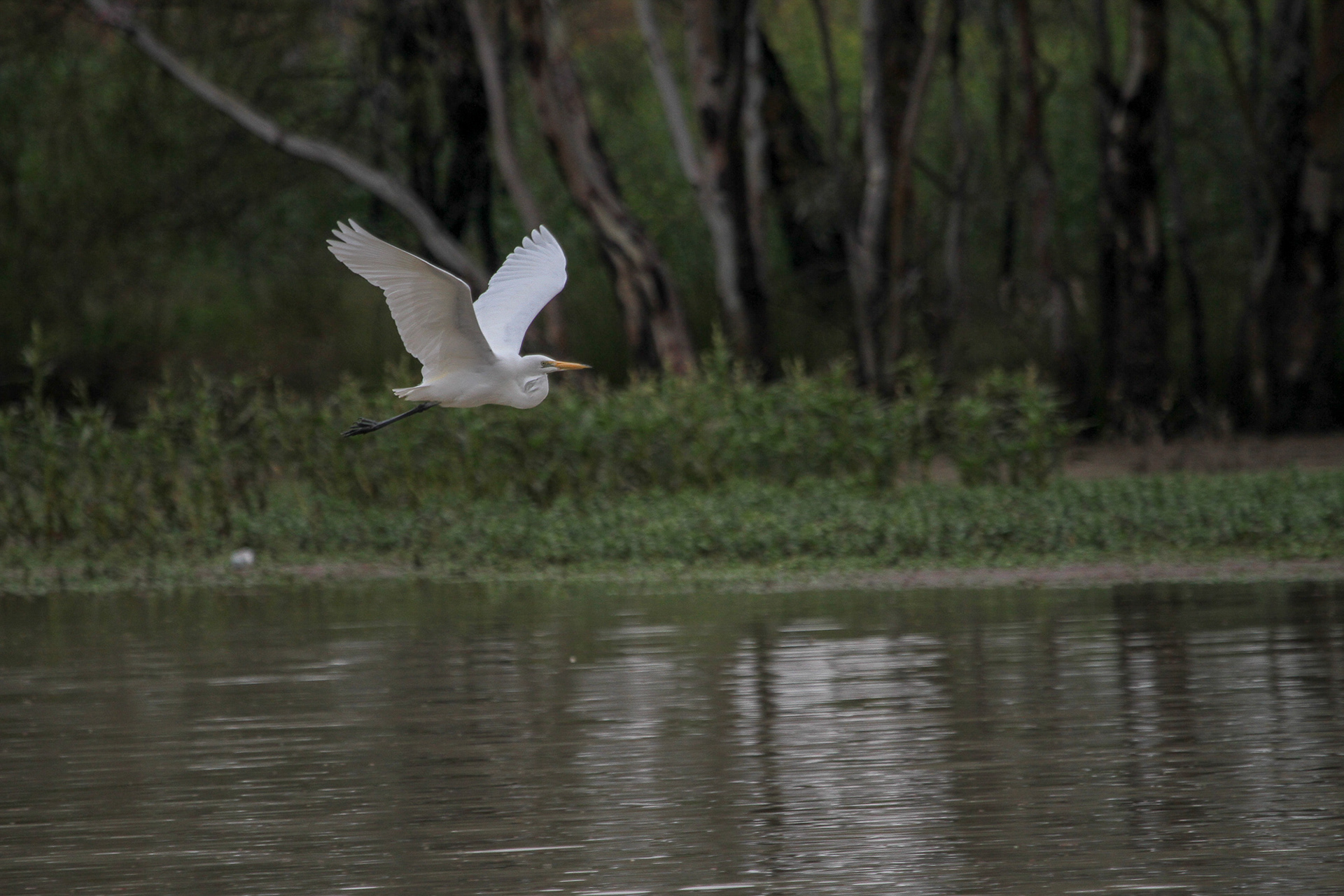 Great Egret