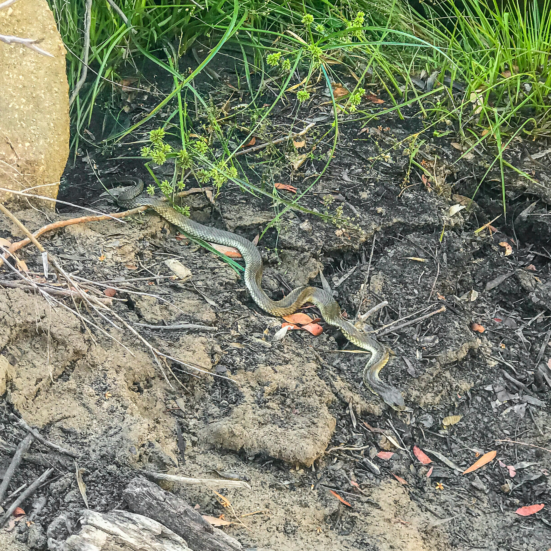 Brown snake on Grose River