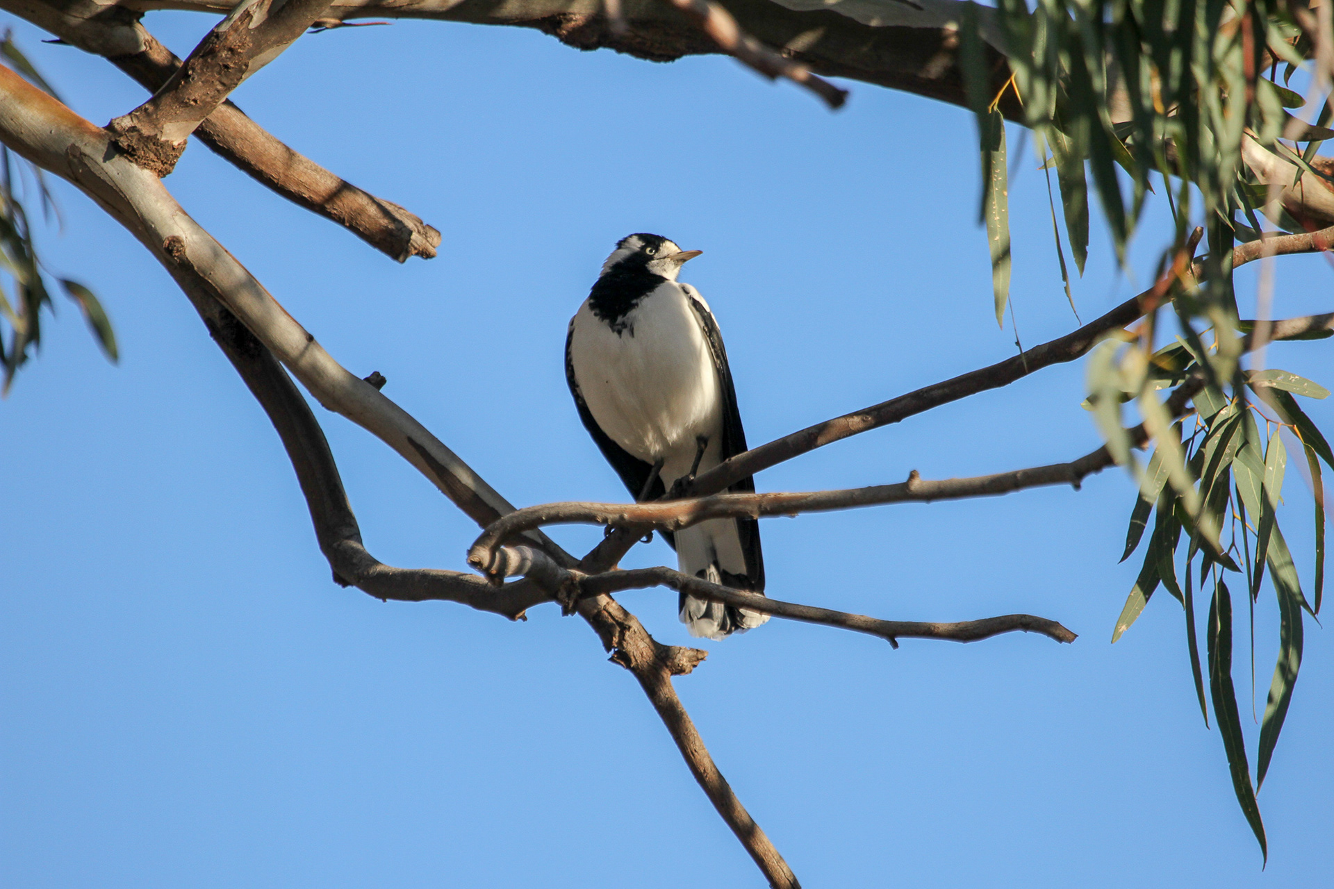 Magpie Lark