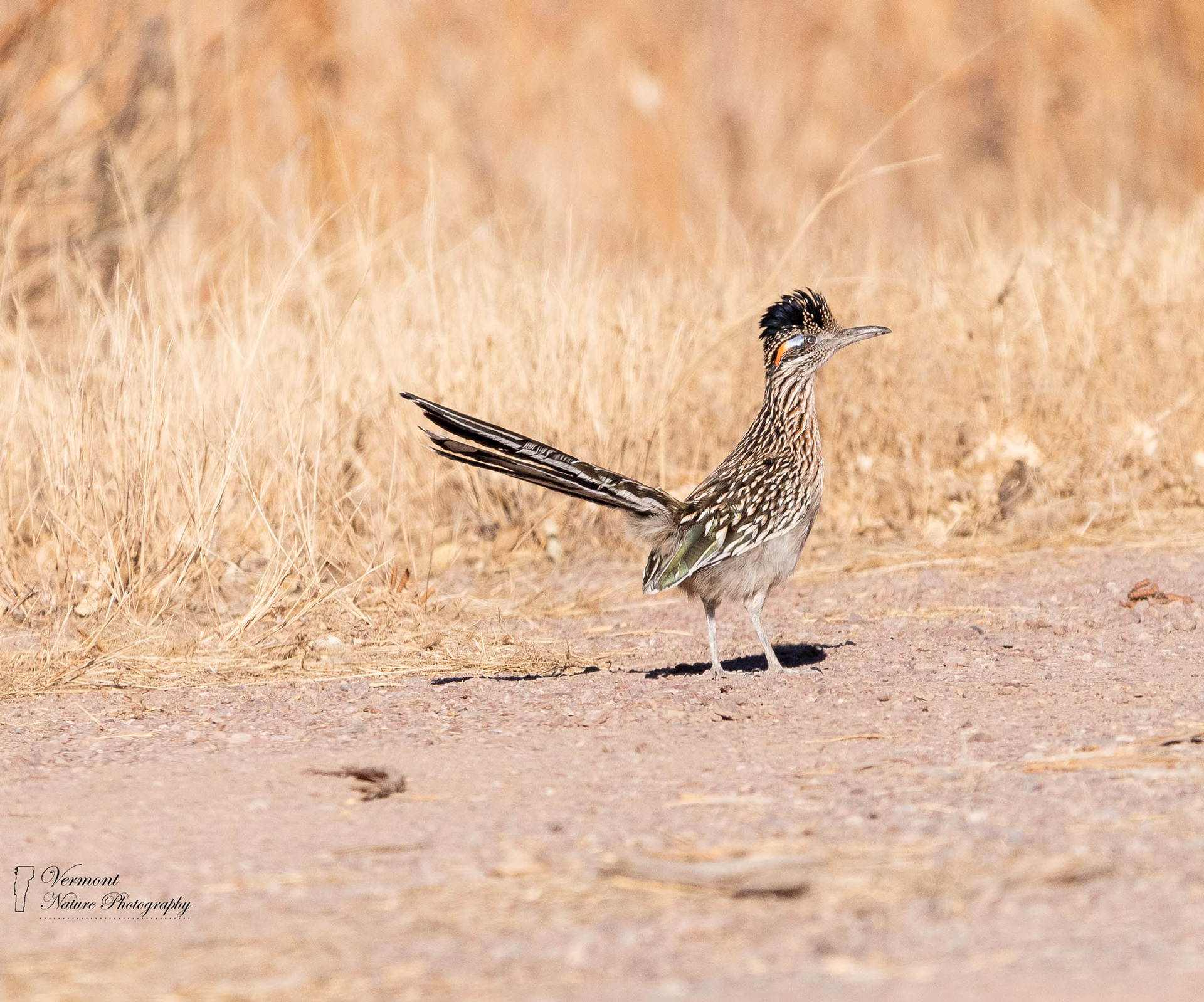 "Road Runner" - Bosque Del Apache National Wildlife Refuge, NM