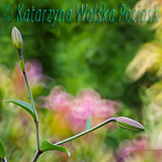 Katarzyna Wolska Pociask