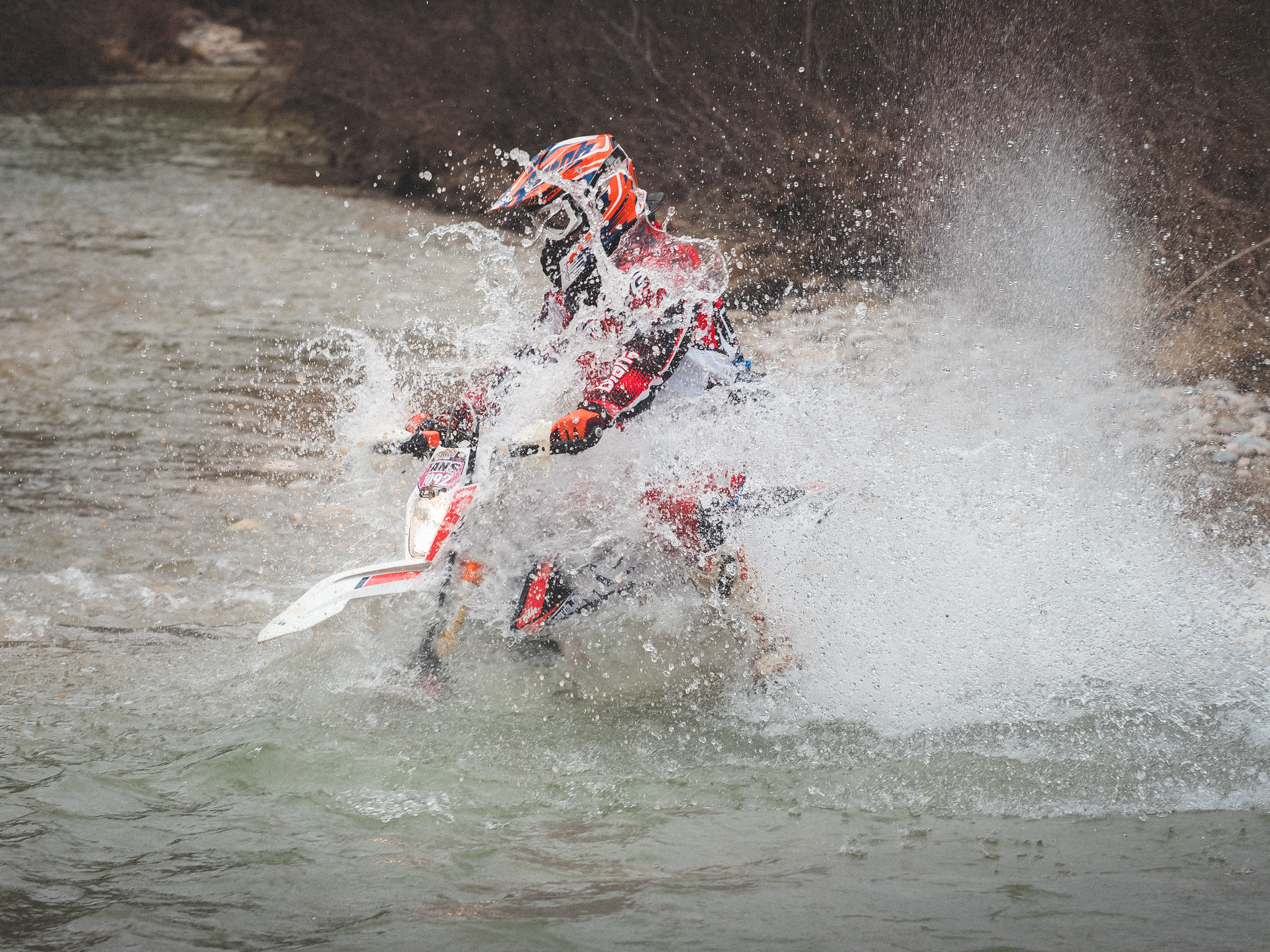 BASSELLA RACE