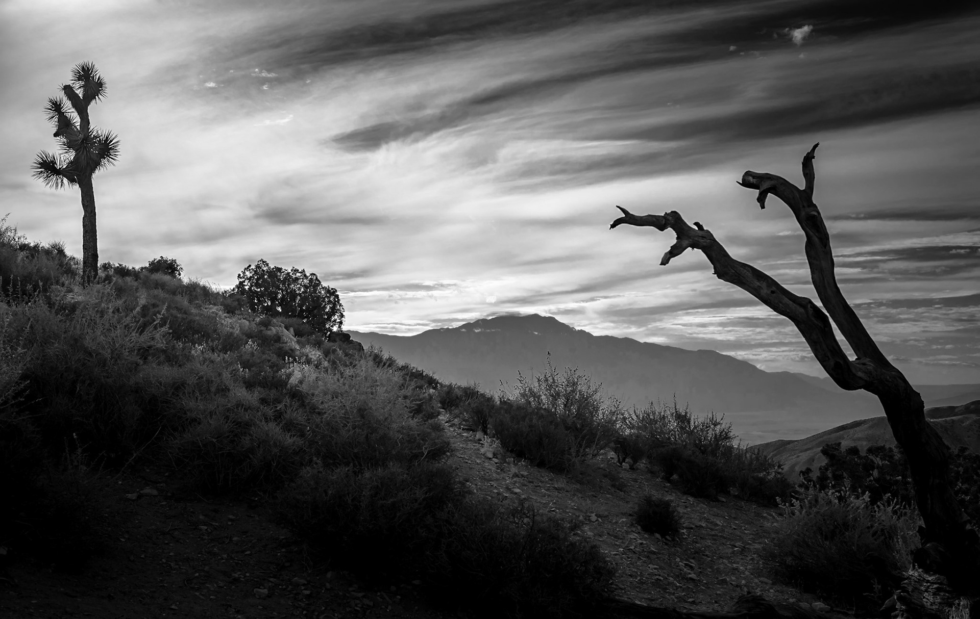 Joshua Tree National Park Landscape