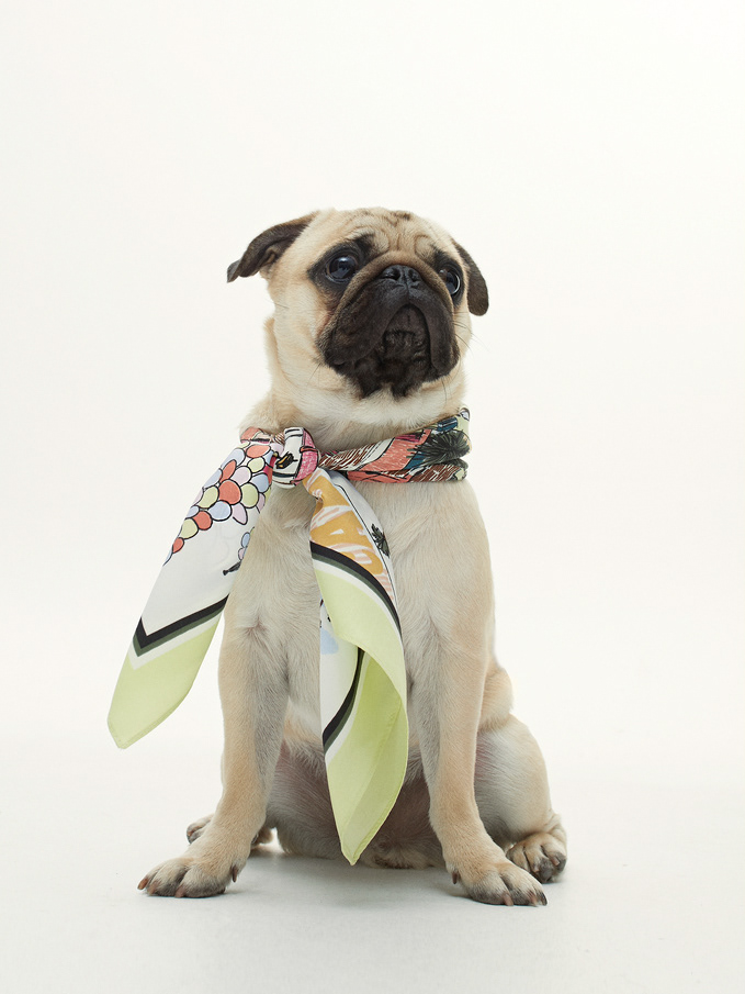 OLIVIA DOG'S GLAMOUR: BENESSERE E ACCESSORI PER BULLDOG E NON SOLO - Dog  Fashion Blogger