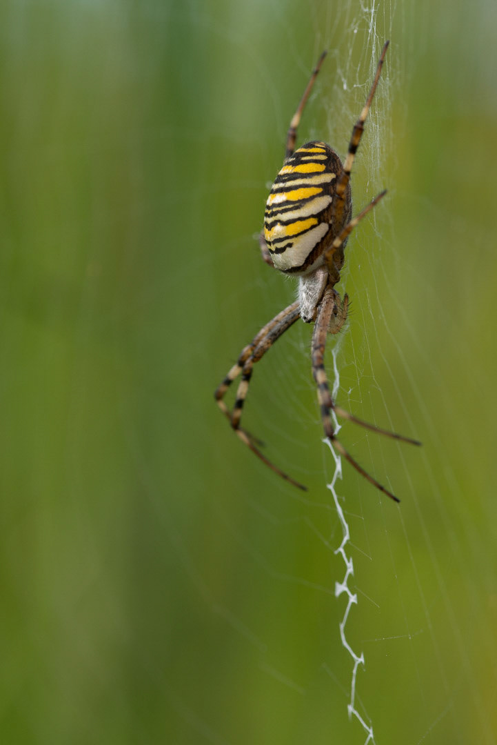 Wasp spider in the middle of a web, waiting for a take