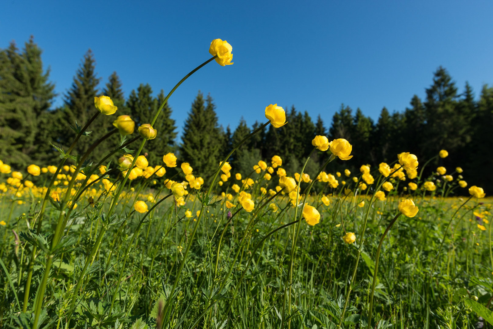 A group of european globeflowers