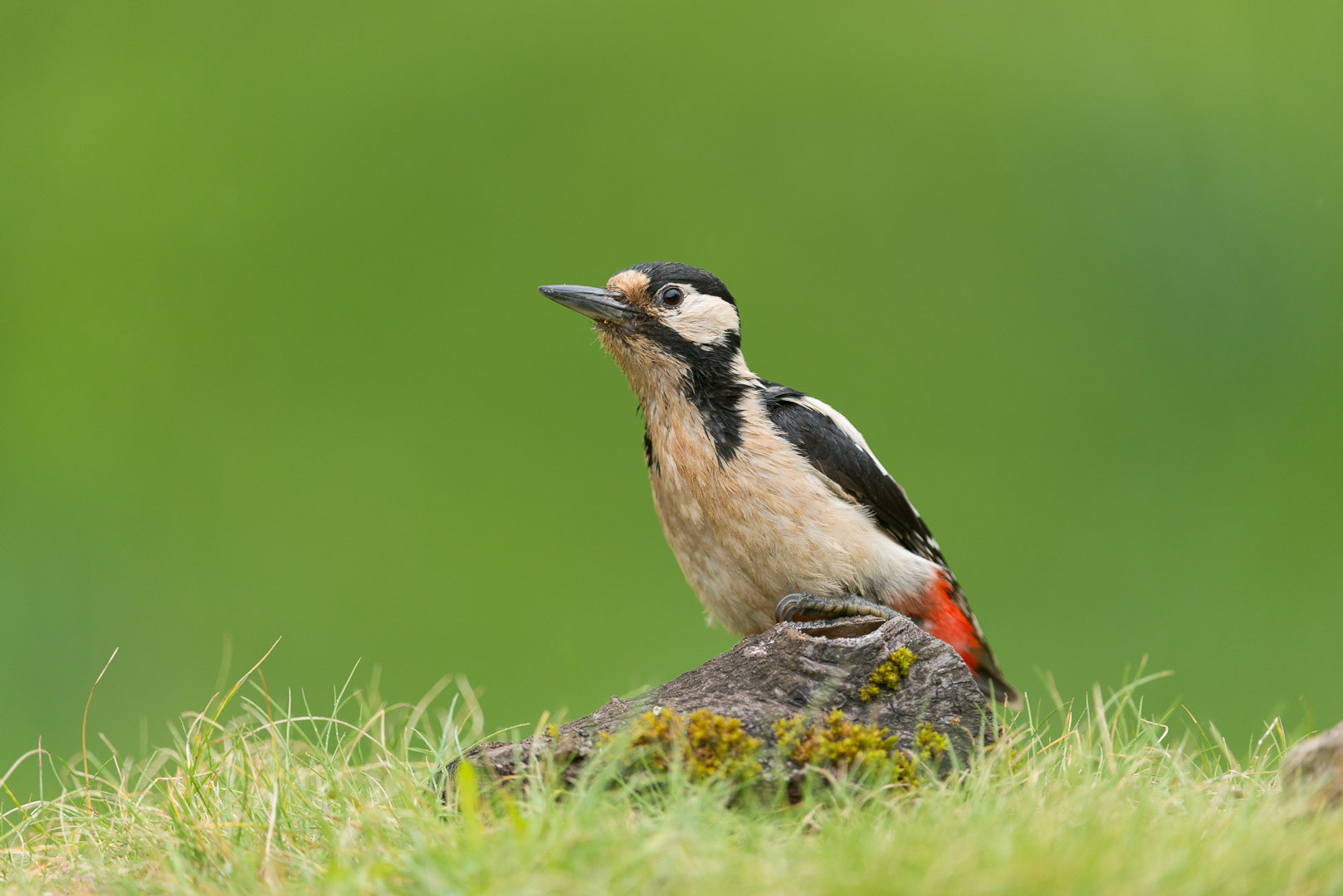 Great spotted woodpecker sitting on a branch