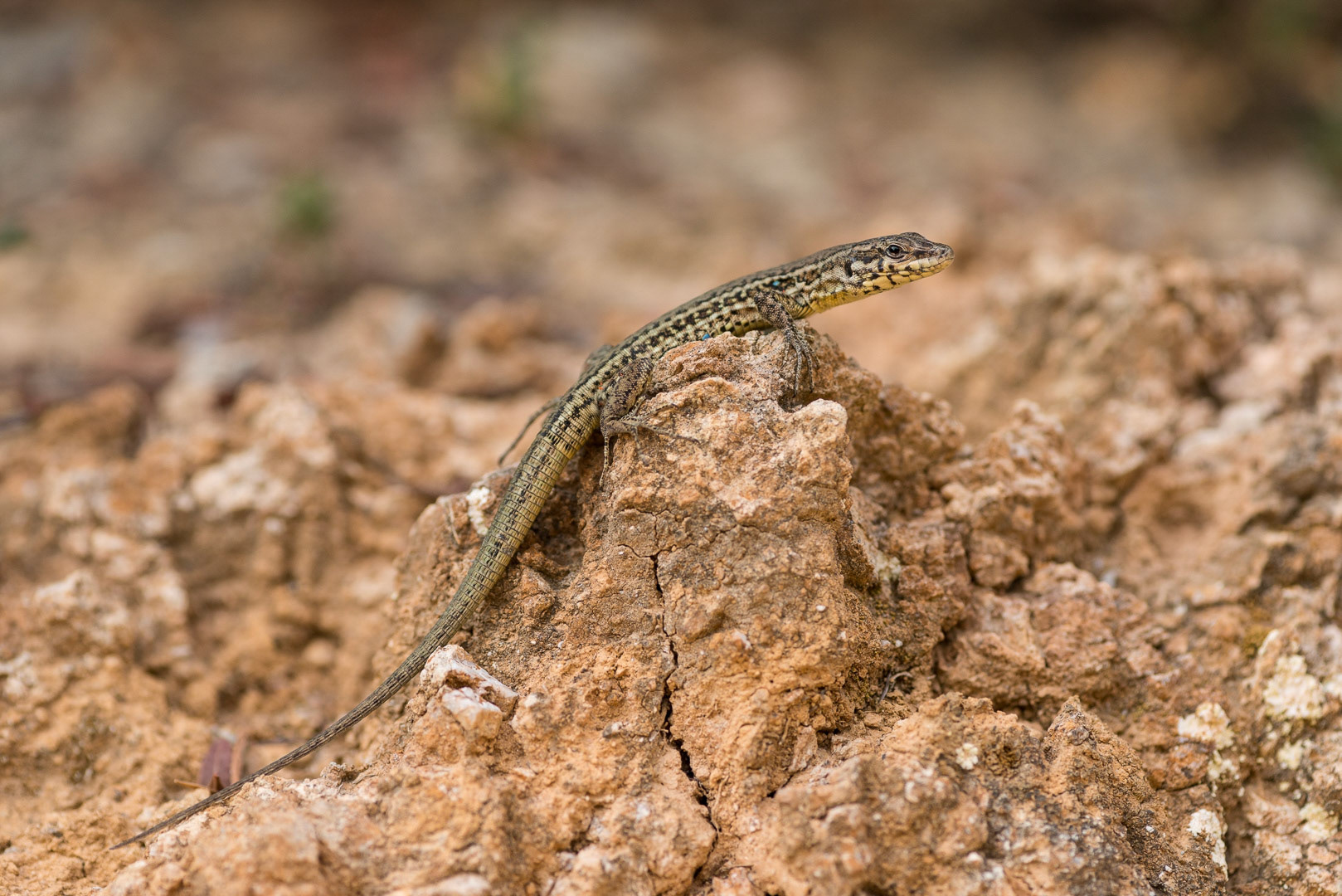 Tyrrhenian wall lizard on a rock