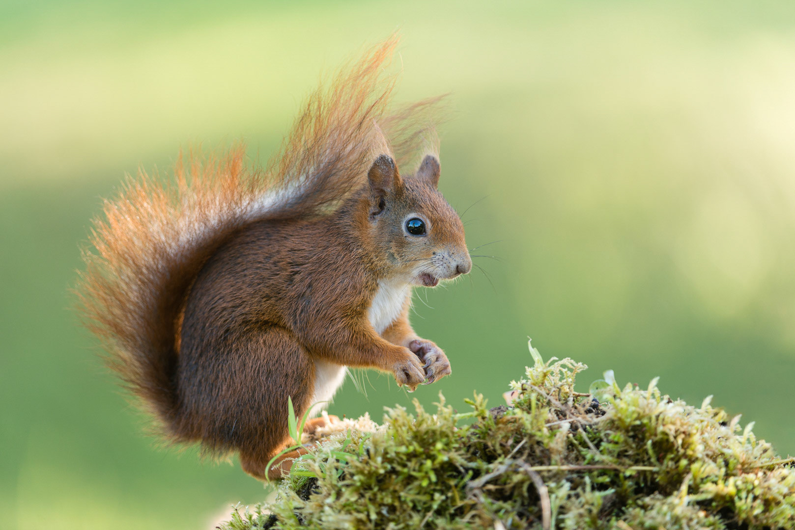 Eurasian red squirrel sitting  on a stump of a tree