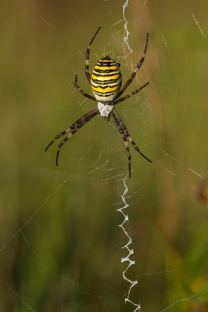 Wasp spider in the middle of a web, waiting for a take