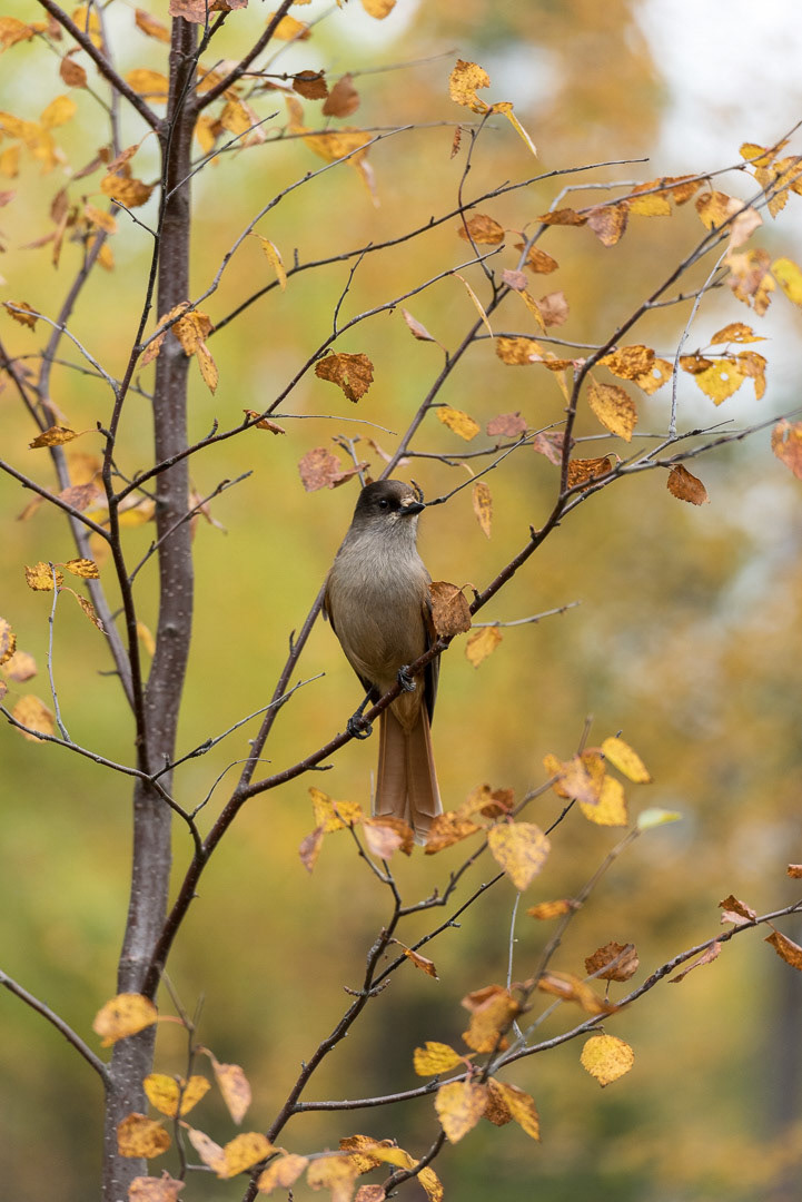 Siberian jay sitting on a branch