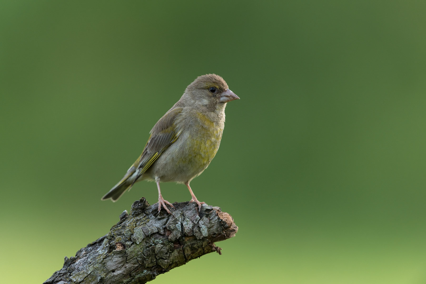European greenfinch sitting on a branch