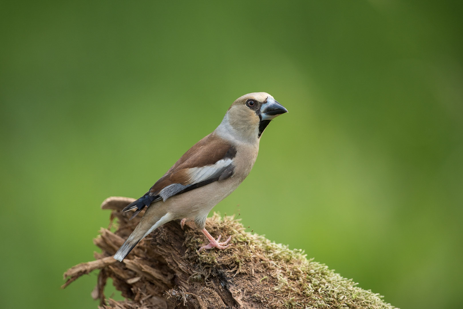 Hawfinch standing on a stump