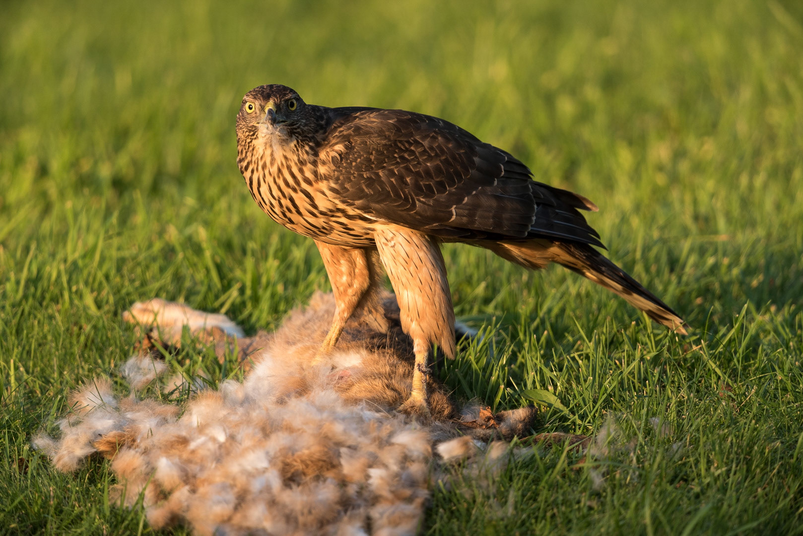 Northern goshawk eating from a rabbit