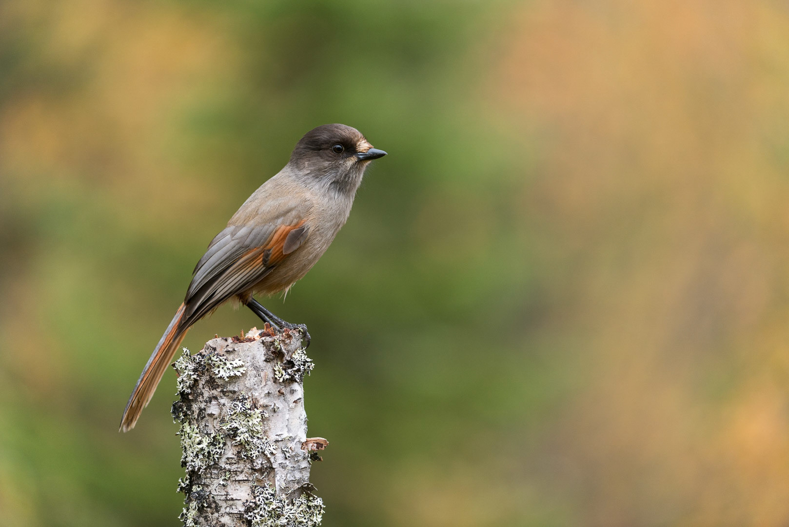 Siberian jay sitting on a branch