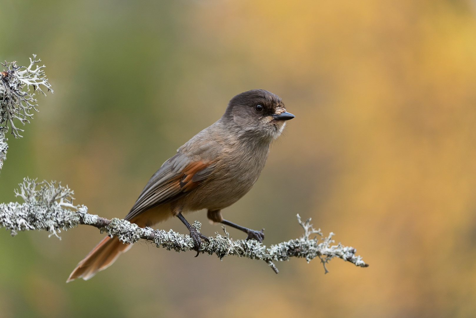 Siberian jay sitting on a branch