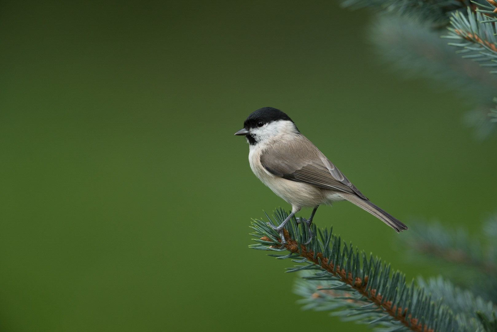 Willow tit sitting on branch