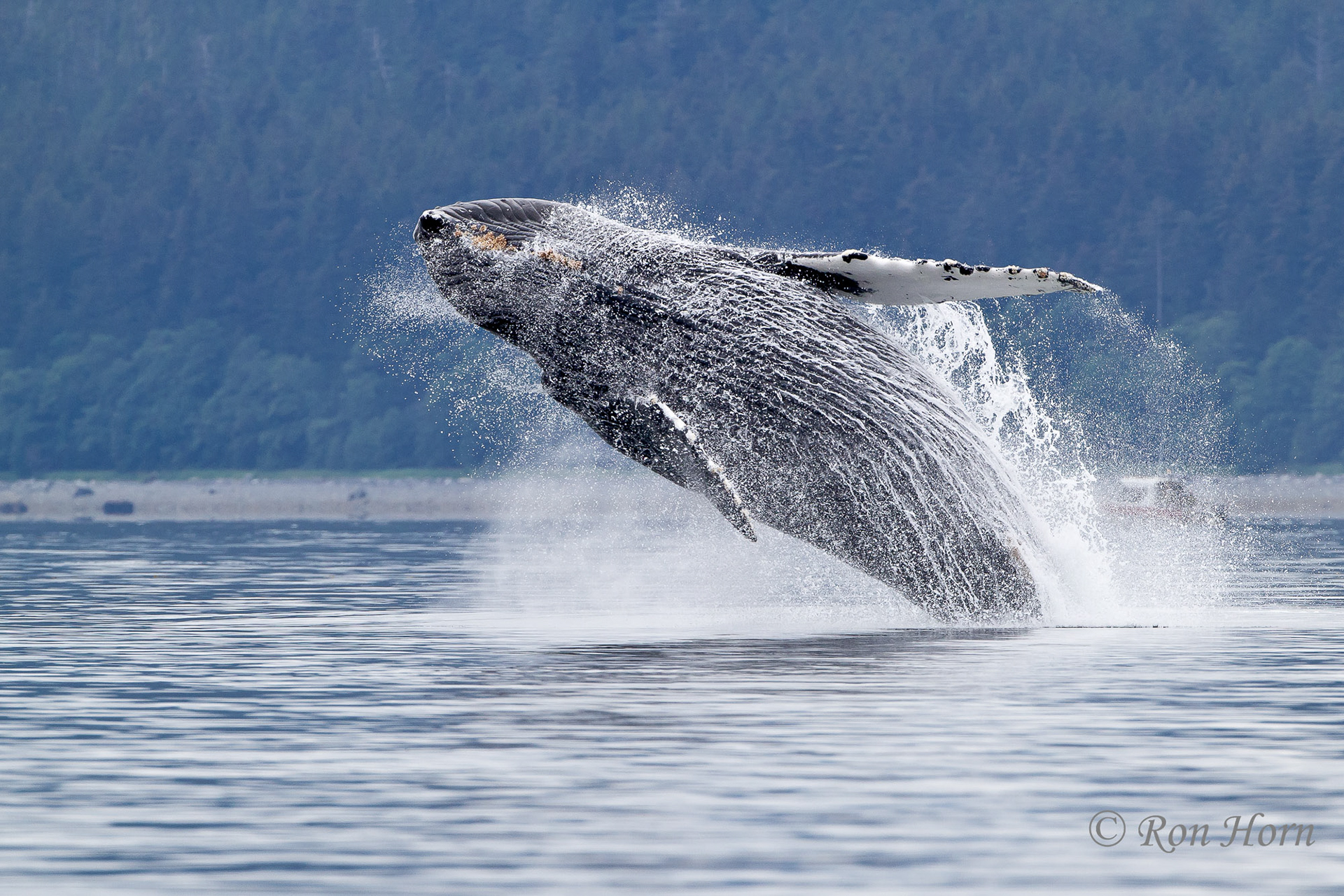 Ron Horn - Whales