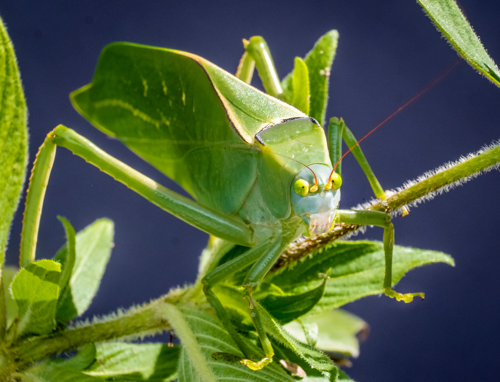 Katydid