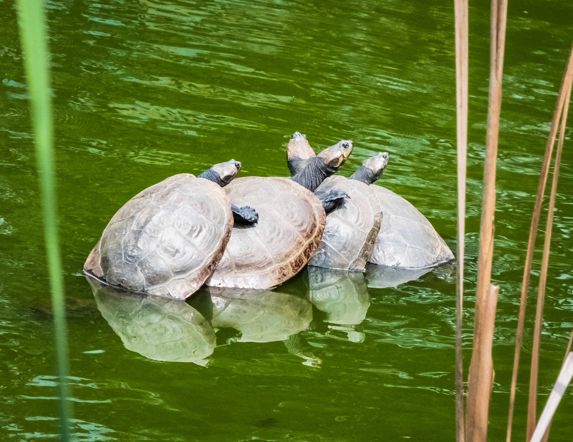 four turtles sunning
