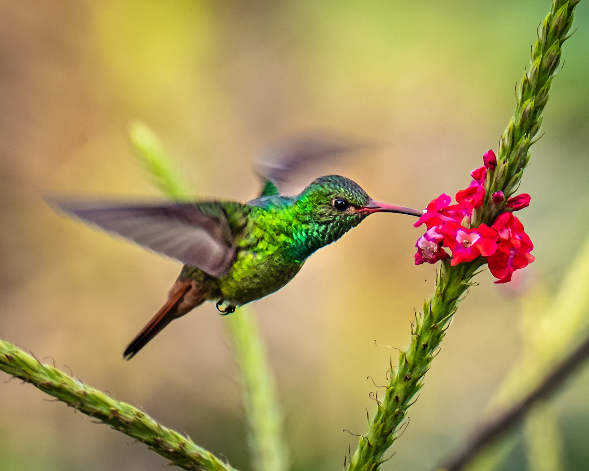Rufous-tailed hummingbird