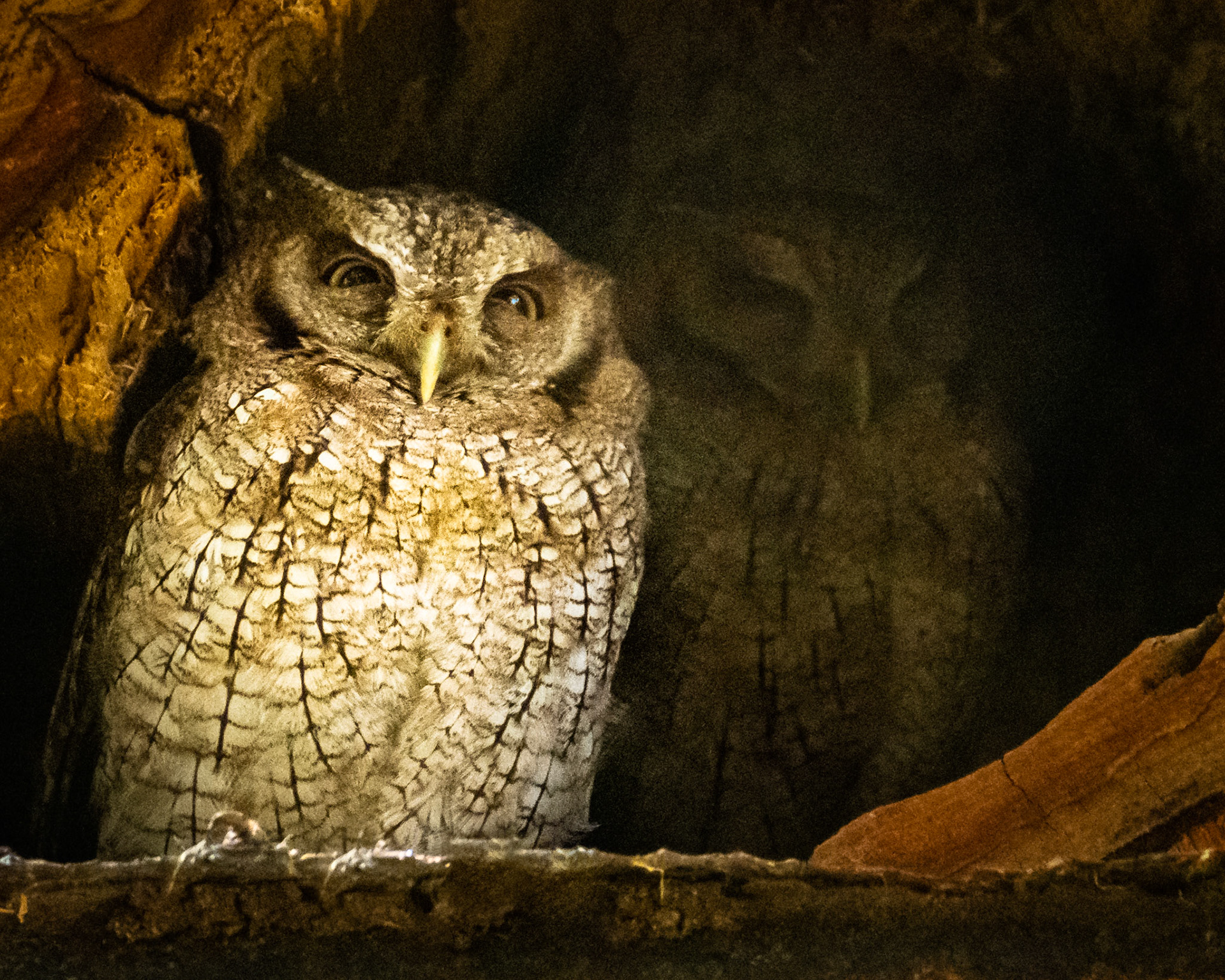 Tropical Screech-Owl