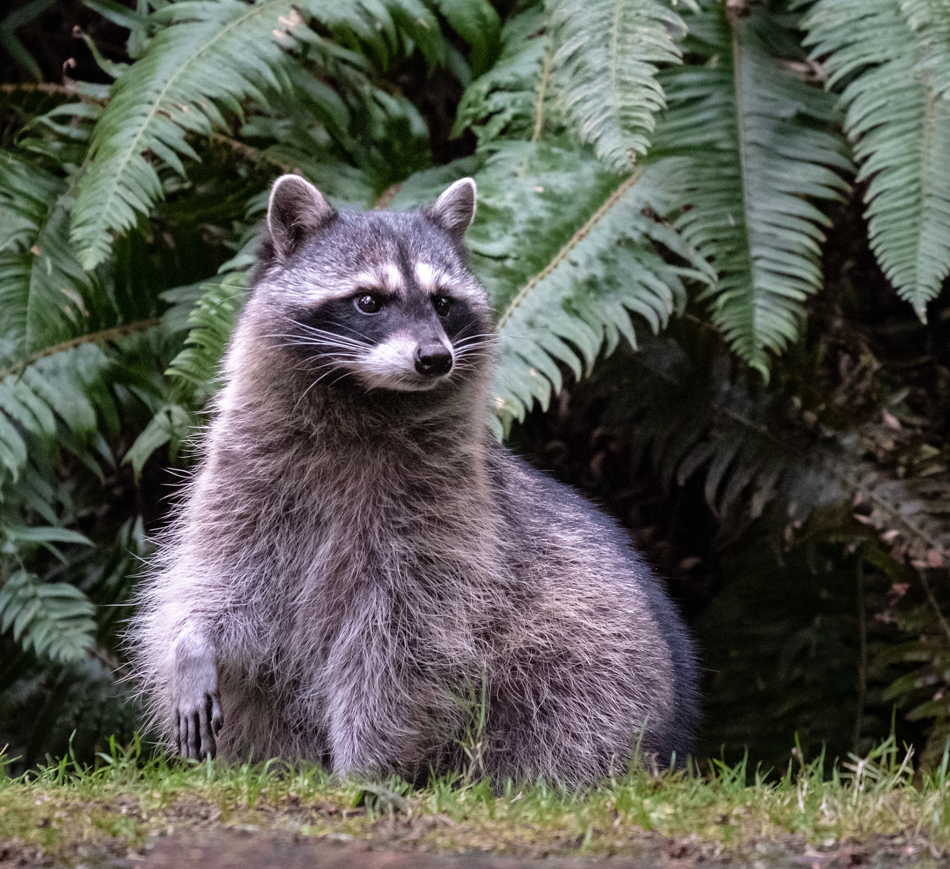 Racoon - Point Defiance