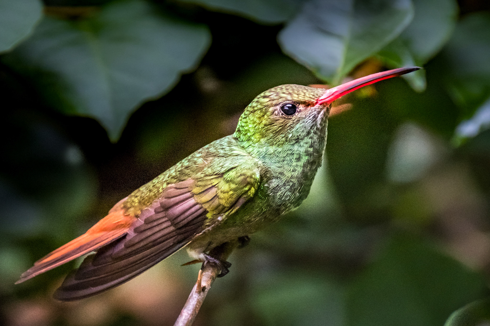 Rufous-tailed Hummingbird