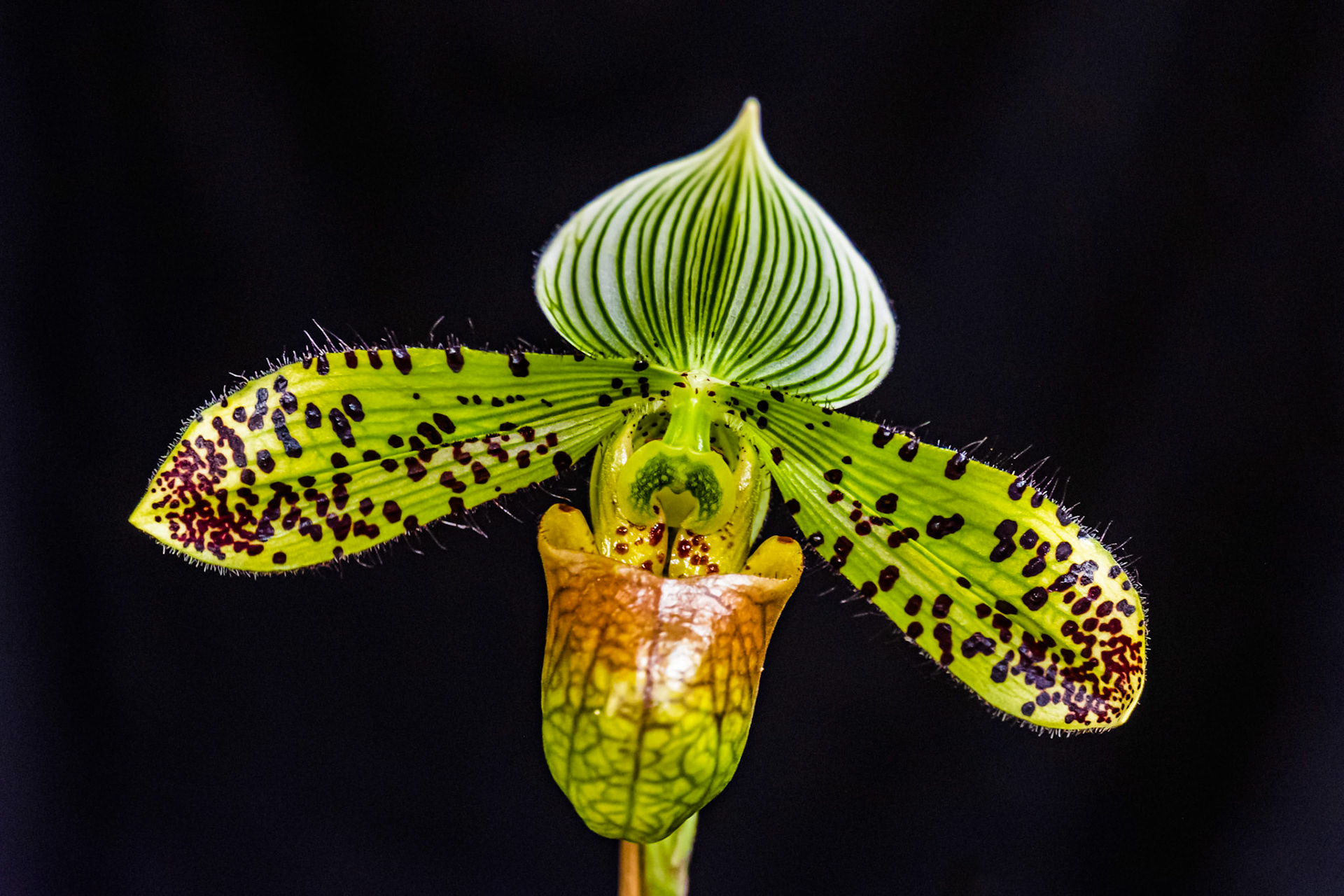 orchid: Paphiopedilum venustum