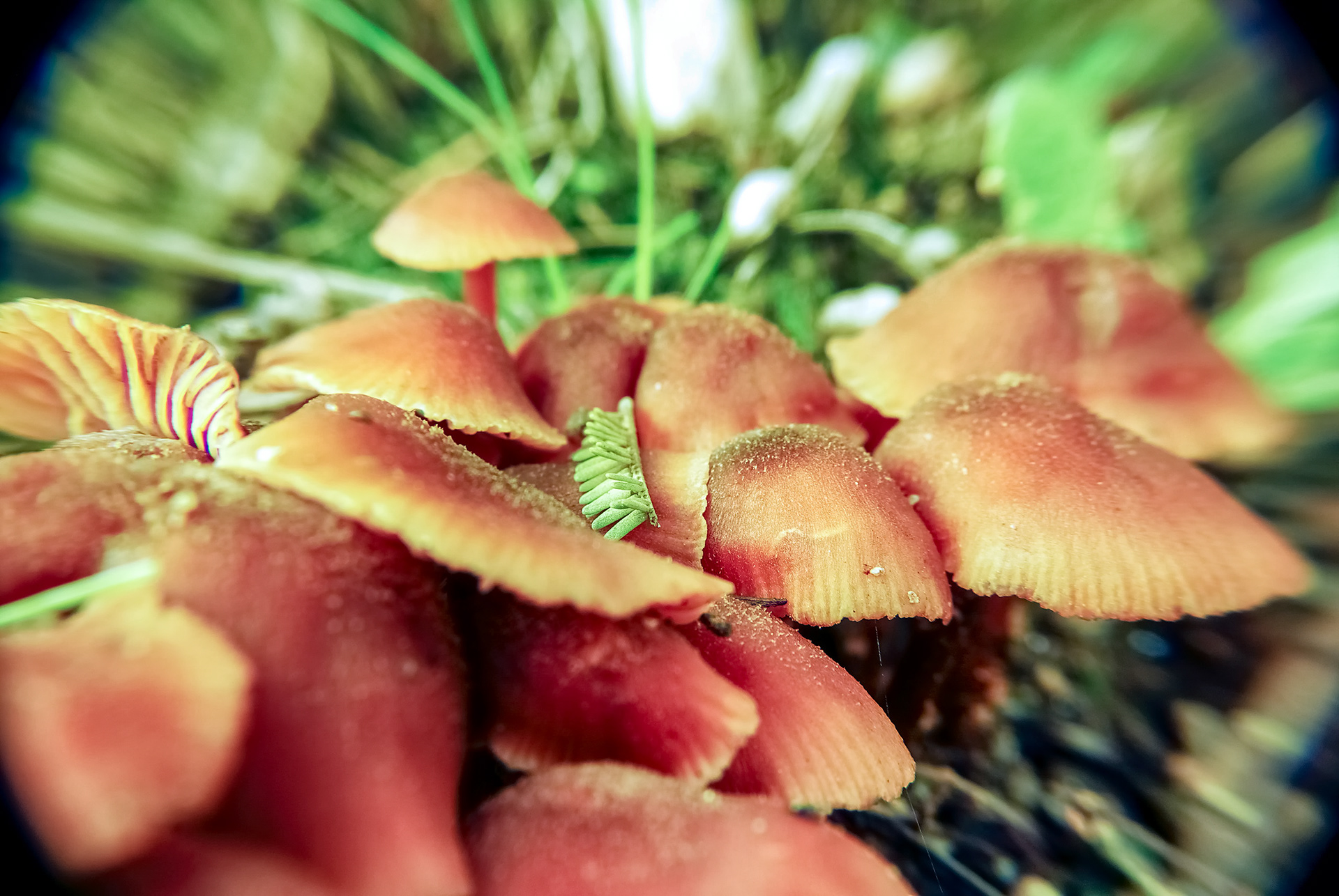Macro Mushrooms | © All rights reserved