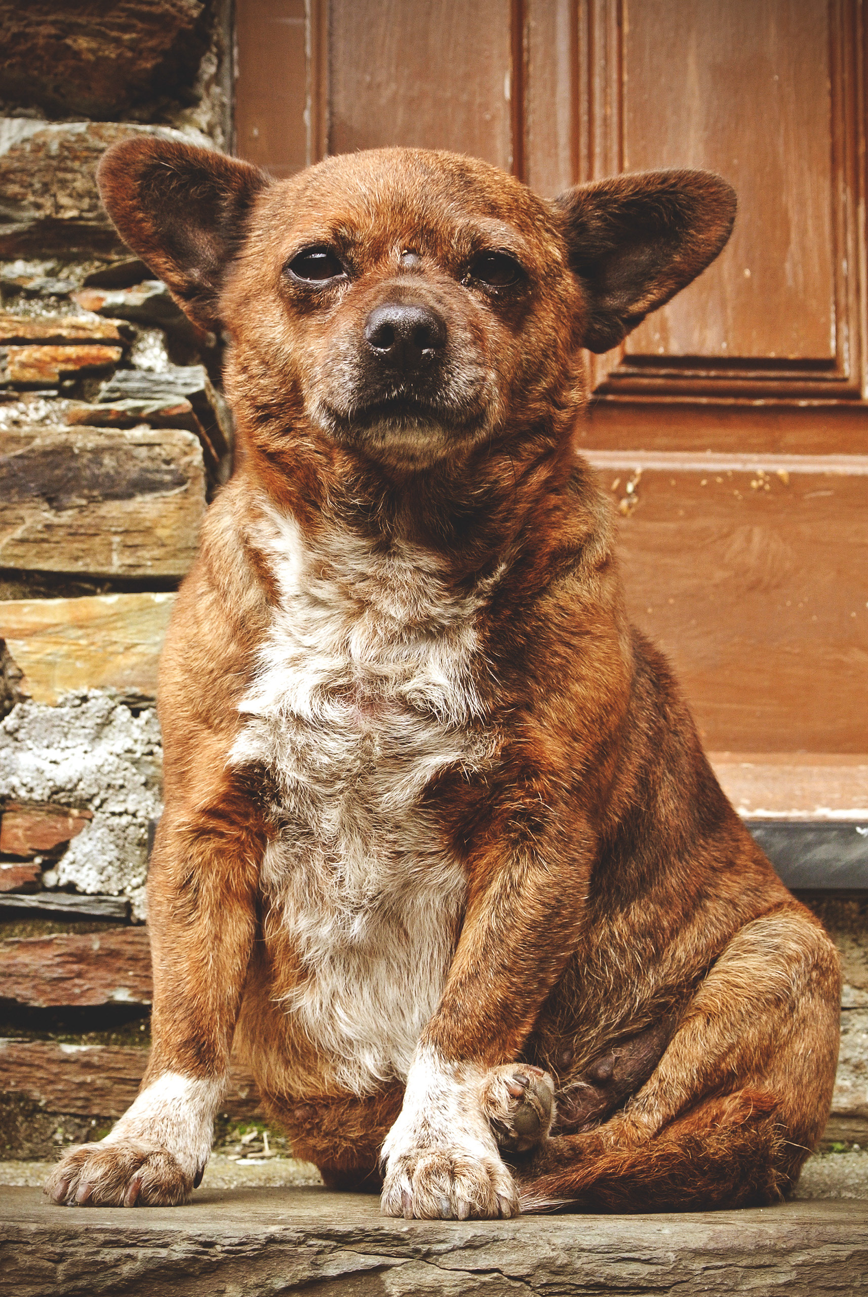 Old Town Dog | © All rights reserved