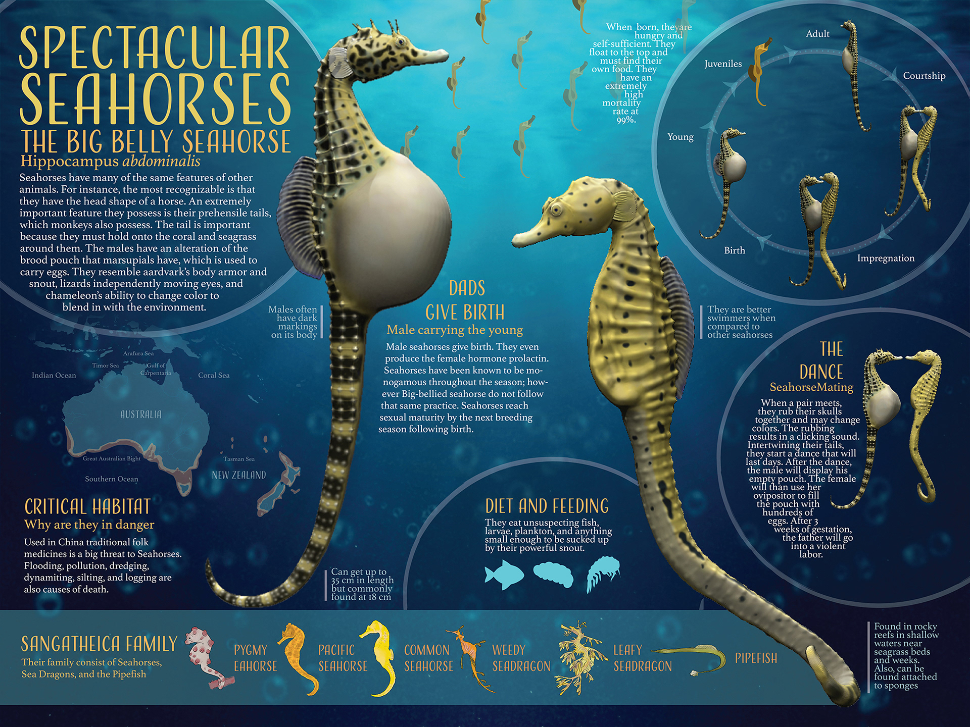 Spectacular Seahorses by Kayla Vasquez ©Kayla Vasquez