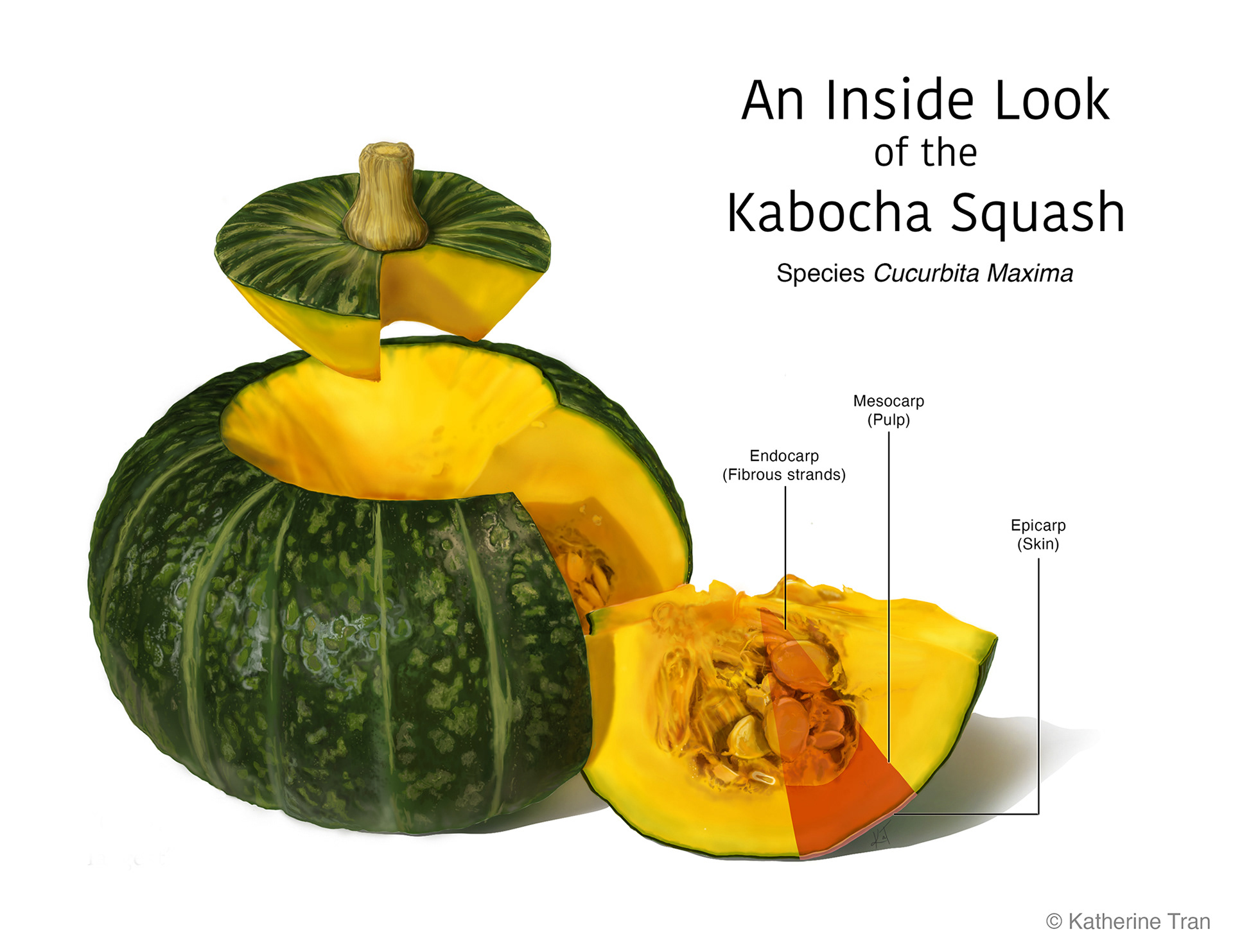 Kabocah Squash Cross-section by Katherine Tran.   ©Katherine Tran