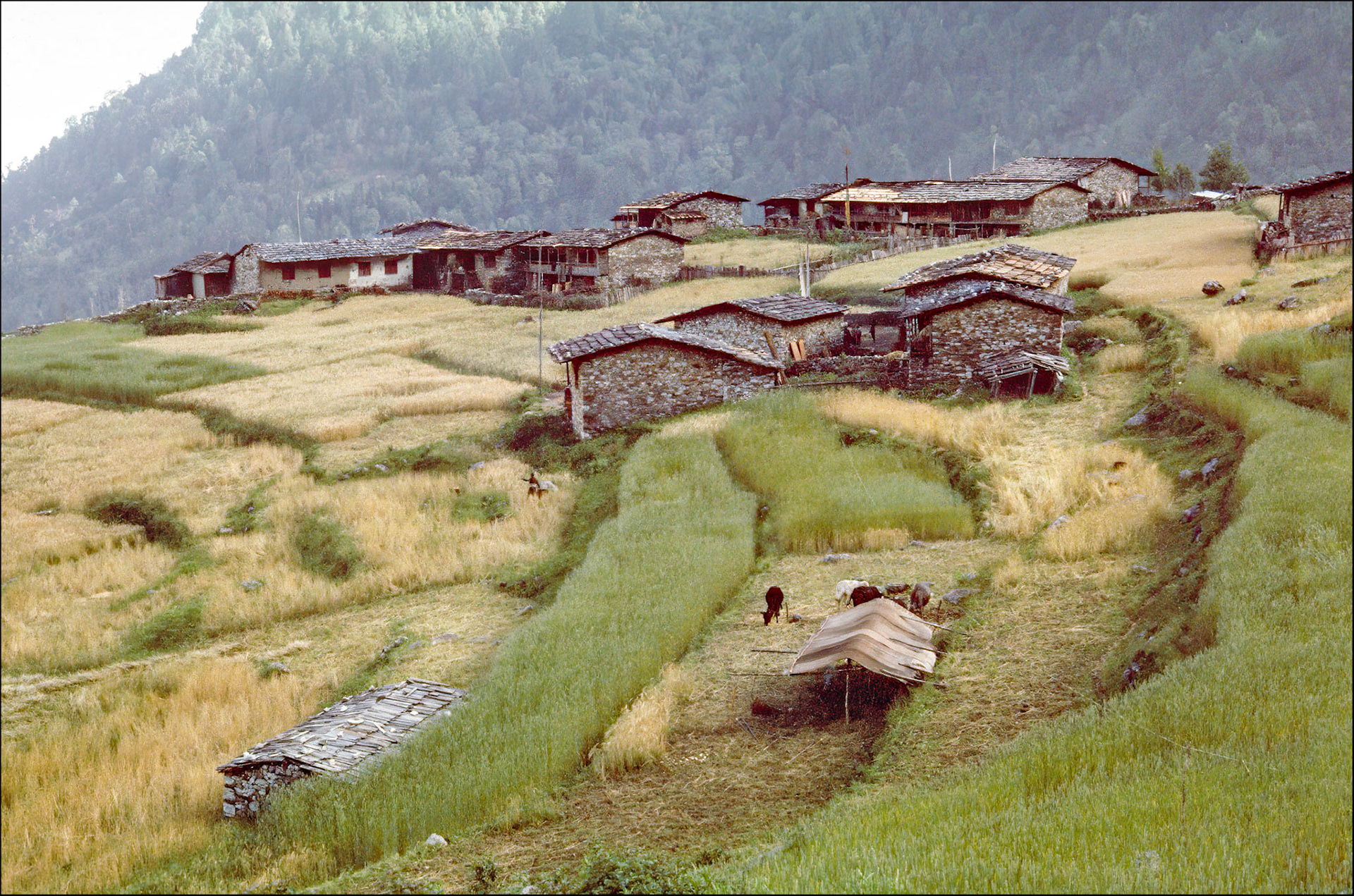Wheat and barley fields at harvest; shelter for buffalo to graze on chaff.