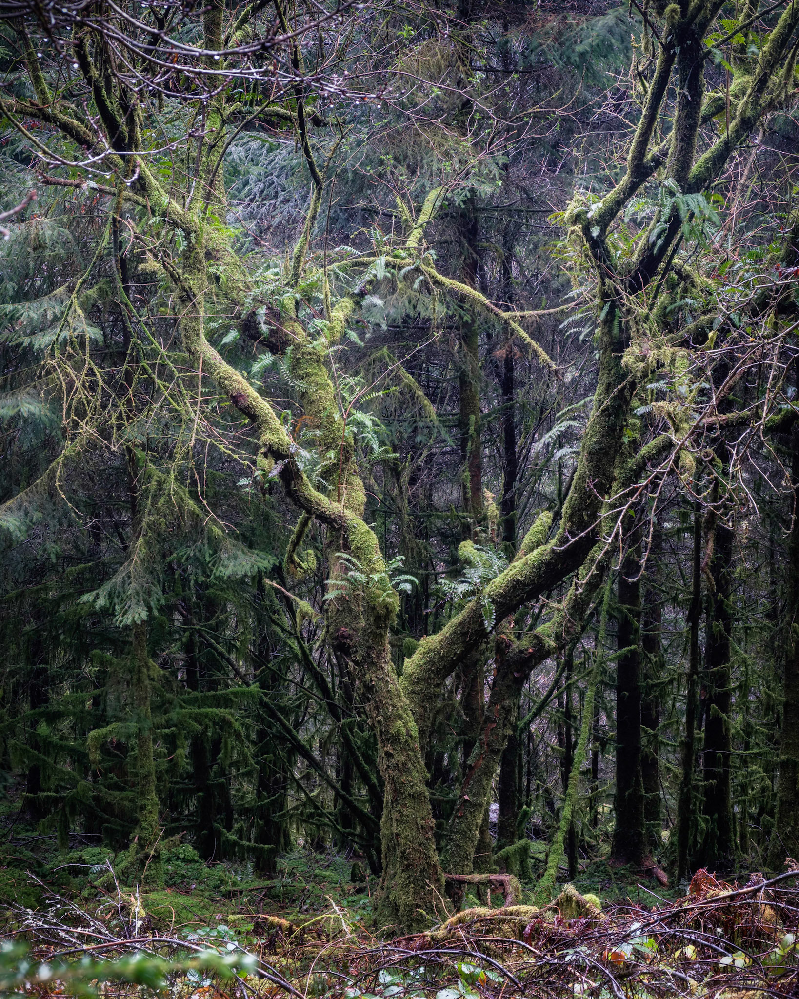 Magical mossy. Snowdonia