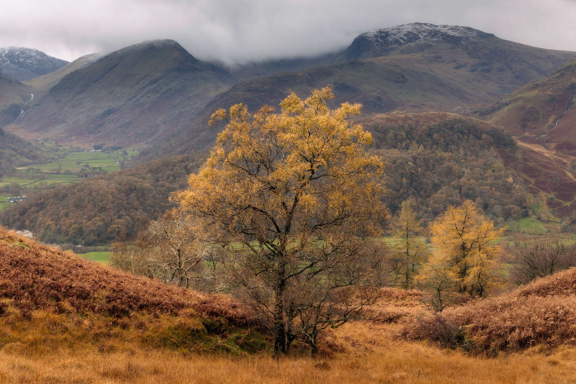 Borrowdale birch