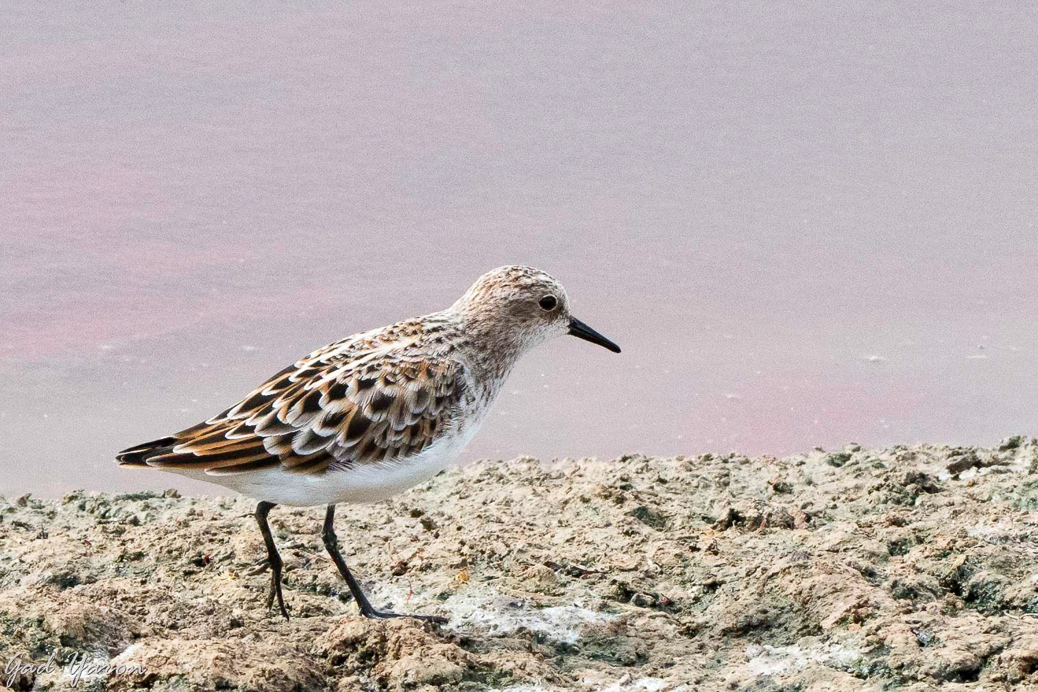 gad-yaron-birds-photography-waders