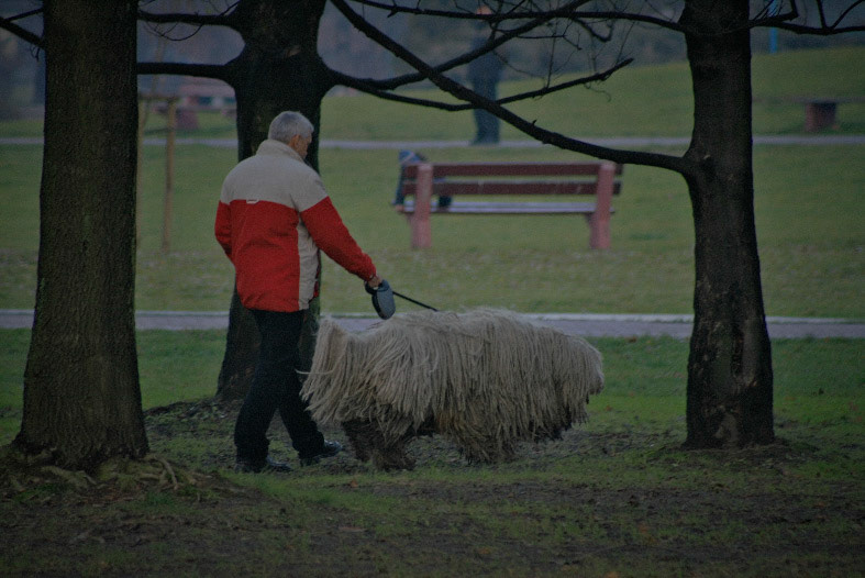 02.12.2007 WARSZAWA POLE MOKOTOWSKIE GODZ 11 PODSTAWOWY KURS POSLUSZENSTWA PROWADZONY PRZEZ POLICJANTOW Z OSRODKA TRESURY ZWIERZAT POLICYJNCH W SULKOWICACH 

FOT. JACEK PIOTROWSKI / AGENCJA GAZETA