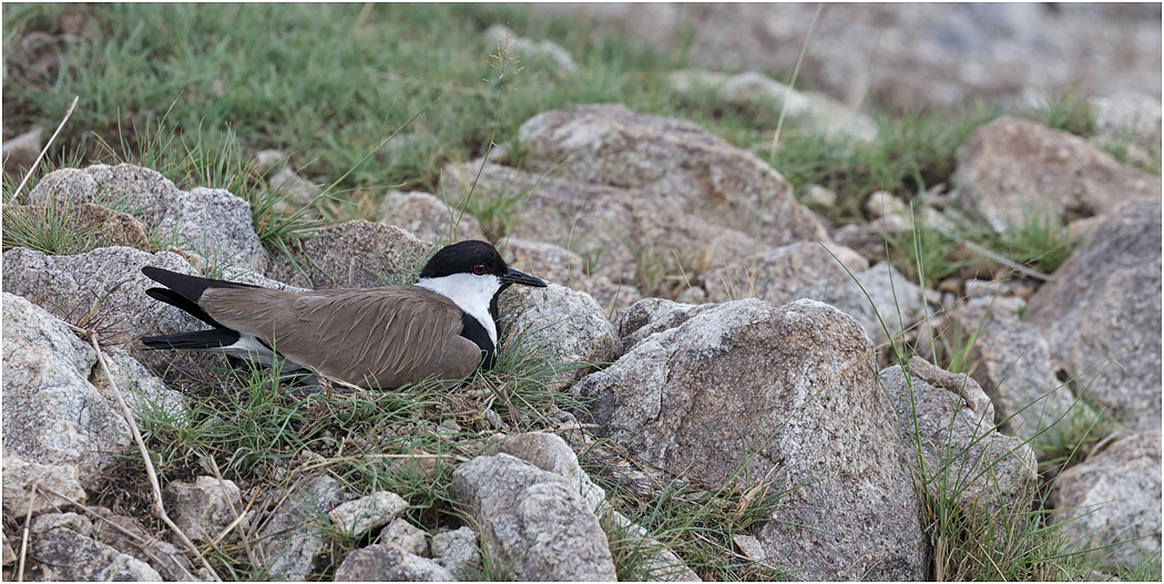 Spur-winged Plover at nest, Mara River, Serengeti, Tanzania