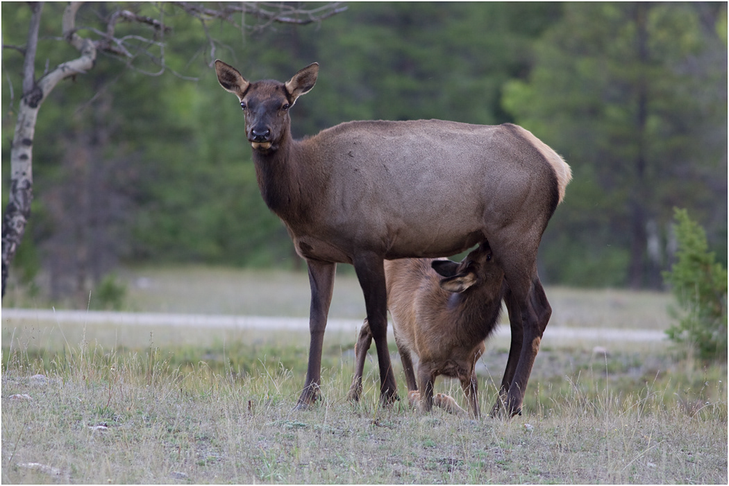Cow Elk & calf, Jasper NP, Alberta, Canada