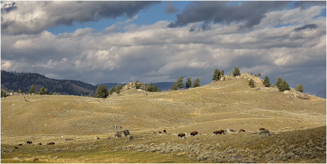 Lamar Valley, Yellowstone National Park