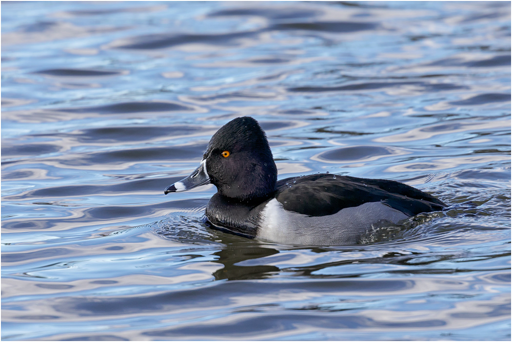 Ring-necked Duck, Florida, USA