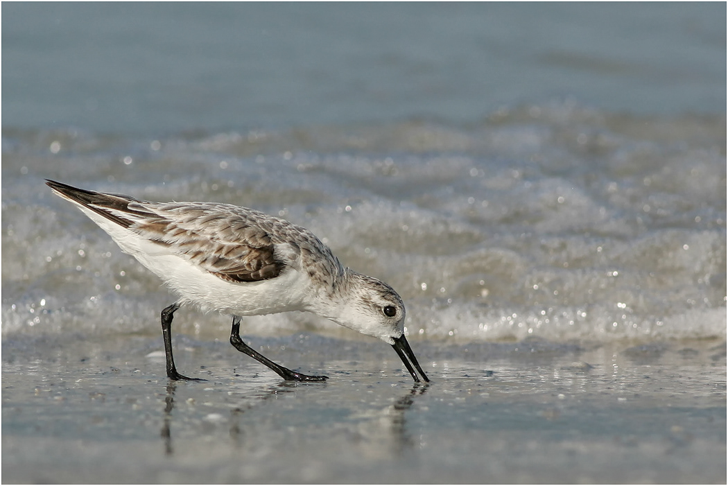Sanderling, Winter plumage, Florida, USA