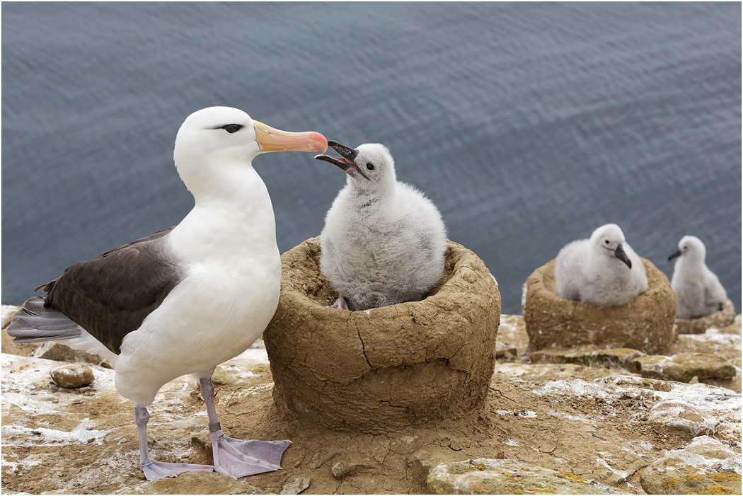 Black-browed Albatross & chick